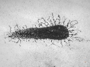 F,7y. | glycocalyx on microvillus - nasal mucosa F,7y. | glycocalyx on microvillus - nasal mucosa